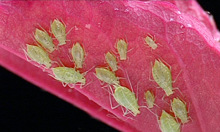 Le peuplement du milieu par les animaux - Bilan - 1mn 39s 